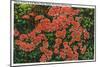 Great Smoky Mts. Nat'l Park, Tn - View of Flame Azalea in Full Bloom, c.1946-Lantern Press-Mounted Art Print