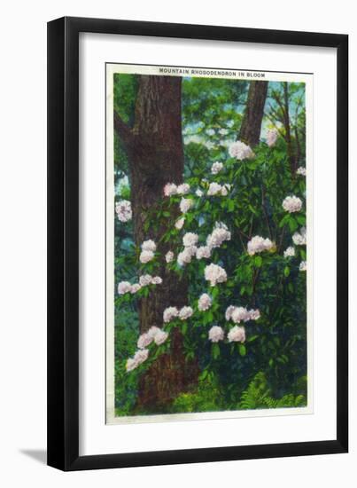 Great Smoky Mts. Nat'l Park, Tn - View of Mountain Rhododendron in Bloom, c.1946-Lantern Press-Framed Art Print