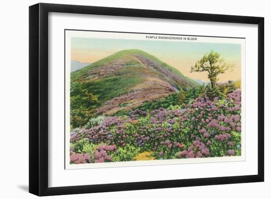 Great Smoky Mts. Nat'l Park, Tn - View of Purple Rhododendron in Bloom, c.1940-Lantern Press-Framed Art Print