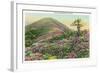 Great Smoky Mts. Nat'l Park, Tn - View of Purple Rhododendron in Bloom, c.1940-Lantern Press-Framed Art Print