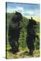 Great Smoky Mts. Nat'l Park, Tn - View of Two Black Bear Standing, c.1938-Lantern Press-Stretched Canvas