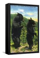 Great Smoky Mts. Nat'l Park, Tn - View of Two Black Bear Standing, c.1938-Lantern Press-Framed Stretched Canvas