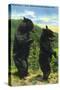 Great Smoky Mts. Nat'l Park, Tn - View of Two Black Bear Standing, c.1938-Lantern Press-Stretched Canvas