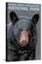 Great Smoky Mts. National Park, TN, Black Bear Up Close-Lantern Press-Stretched Canvas