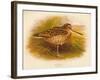 Great Snipe (Gallinago major), 1900, (1900)-Charles Whymper-Framed Giclee Print