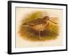 Great Snipe (Gallinago major), 1900, (1900)-Charles Whymper-Framed Giclee Print