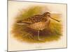 Great Snipe (Gallinago major), 1900, (1900)-Charles Whymper-Mounted Giclee Print