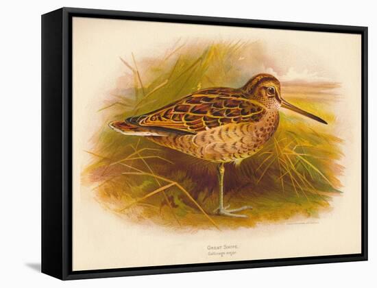 Great Snipe (Gallinago major), 1900, (1900)-Charles Whymper-Framed Stretched Canvas