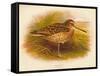 Great Snipe (Gallinago major), 1900, (1900)-Charles Whymper-Framed Stretched Canvas