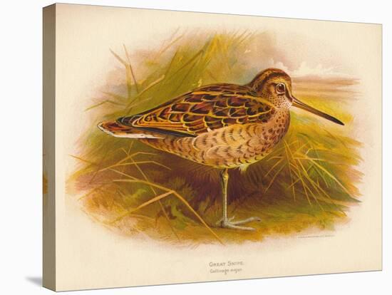 Great Snipe (Gallinago major), 1900, (1900)-Charles Whymper-Stretched Canvas