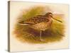 Great Snipe (Gallinago major), 1900, (1900)-Charles Whymper-Stretched Canvas