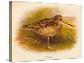 Great Snipe (Gallinago major), 1900, (1900)-Charles Whymper-Stretched Canvas