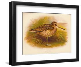 Great Snipe (Gallinago major), 1900, (1900)-Charles Whymper-Framed Giclee Print