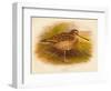 Great Snipe (Gallinago major), 1900, (1900)-Charles Whymper-Framed Giclee Print