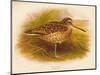Great Snipe (Gallinago major), 1900, (1900)-Charles Whymper-Mounted Giclee Print
