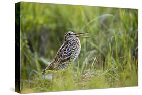 Great Snipe (Gallinago Media) Calling, Matsalu National Park, Estonia, May 2009-Rautiainen-Stretched Canvas