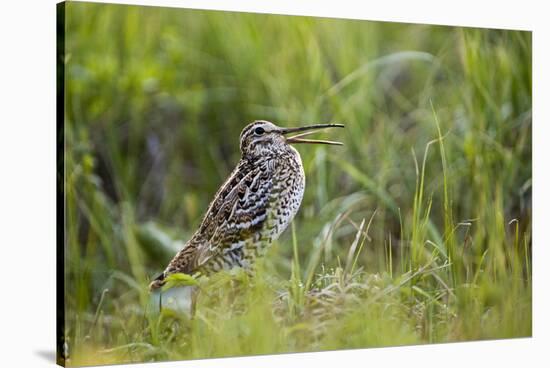 Great Snipe (Gallinago Media) Calling, Matsalu National Park, Estonia, May 2009-Rautiainen-Stretched Canvas