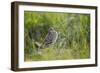 Great Snipe (Gallinago Media) Calling, Matsalu National Park, Estonia, May 2009-Rautiainen-Framed Photographic Print