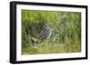 Great Snipe (Gallinago Media) Calling, Matsalu National Park, Estonia, May 2009-Rautiainen-Framed Photographic Print