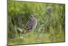 Great Snipe (Gallinago Media) Calling, Matsalu National Park, Estonia, May 2009-Rautiainen-Mounted Photographic Print