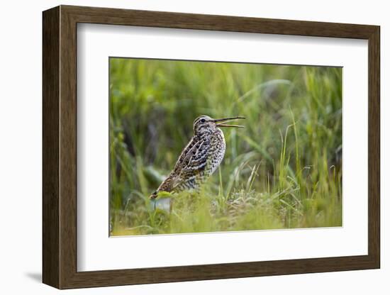 Great Snipe (Gallinago Media) Calling, Matsalu National Park, Estonia, May 2009-Rautiainen-Framed Photographic Print