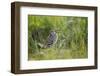 Great Snipe (Gallinago Media) Calling, Matsalu National Park, Estonia, May 2009-Rautiainen-Framed Photographic Print