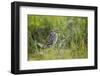 Great Snipe (Gallinago Media) Calling, Matsalu National Park, Estonia, May 2009-Rautiainen-Framed Photographic Print