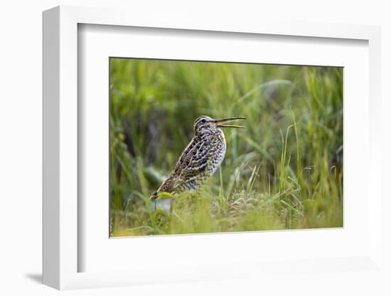 Great Snipe (Gallinago Media) Calling, Matsalu National Park, Estonia, May 2009-Rautiainen-Framed Photographic Print