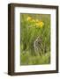 Great Snipe (Gallinago Media) Calling, Matsalu National Park, Estonia, May 2009-Rautiainen-Framed Photographic Print