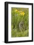 Great Snipe (Gallinago Media) Calling, Matsalu National Park, Estonia, May 2009-Rautiainen-Framed Photographic Print