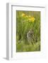 Great Snipe (Gallinago Media) Calling, Matsalu National Park, Estonia, May 2009-Rautiainen-Framed Photographic Print