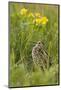 Great Snipe (Gallinago Media) Calling, Matsalu National Park, Estonia, May 2009-Rautiainen-Mounted Photographic Print