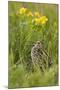 Great Snipe (Gallinago Media) Calling, Matsalu National Park, Estonia, May 2009-Rautiainen-Mounted Photographic Print