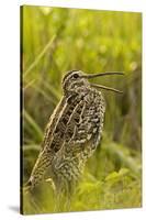 Great Snipe (Gallinago Media) Calling, Matsalu Np, Estonia, May 2009-Rautiainen-Stretched Canvas