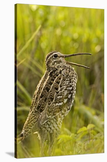 Great Snipe (Gallinago Media) Calling, Matsalu Np, Estonia, May 2009-Rautiainen-Stretched Canvas