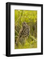 Great Snipe (Gallinago Media) Calling, Matsalu Np, Estonia, May 2009-Rautiainen-Framed Photographic Print