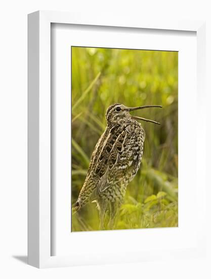 Great Snipe (Gallinago Media) Calling, Matsalu Np, Estonia, May 2009-Rautiainen-Framed Photographic Print