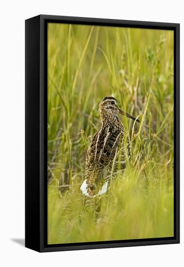 Great Snipe (Gallinago Media) in Long Grass, Matsalu National Park, Estonia, May 2009-Rautiainen-Framed Stretched Canvas