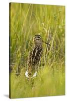 Great Snipe (Gallinago Media) in Long Grass, Matsalu National Park, Estonia, May 2009-Rautiainen-Stretched Canvas