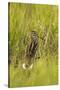Great Snipe (Gallinago Media) in Long Grass, Matsalu National Park, Estonia, May 2009-Rautiainen-Stretched Canvas
