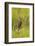 Great Snipe (Gallinago Media) in Long Grass, Matsalu National Park, Estonia, May 2009-Rautiainen-Framed Photographic Print