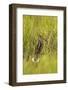 Great Snipe (Gallinago Media) in Long Grass, Matsalu National Park, Estonia, May 2009-Rautiainen-Framed Photographic Print