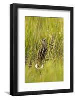 Great Snipe (Gallinago Media) in Long Grass, Matsalu National Park, Estonia, May 2009-Rautiainen-Framed Photographic Print