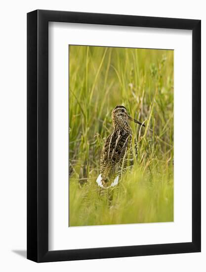 Great Snipe (Gallinago Media) in Long Grass, Matsalu National Park, Estonia, May 2009-Rautiainen-Framed Photographic Print