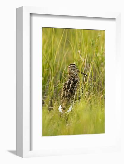 Great Snipe (Gallinago Media) in Long Grass, Matsalu National Park, Estonia, May 2009-Rautiainen-Framed Photographic Print