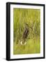 Great Snipe (Gallinago Media) in Long Grass, Matsalu National Park, Estonia, May 2009-Rautiainen-Framed Photographic Print