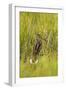 Great Snipe (Gallinago Media) in Long Grass, Matsalu National Park, Estonia, May 2009-Rautiainen-Framed Photographic Print