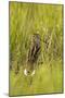 Great Snipe (Gallinago Media) in Long Grass, Matsalu National Park, Estonia, May 2009-Rautiainen-Mounted Photographic Print