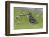 Great Snipe (Gallinago Media) Near the Prypiat River, Belarus, June 2009-Máté-Framed Photographic Print