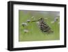 Great Snipe (Gallinago Media) Near the Prypiat River, Belarus, June 2009-Máté-Framed Photographic Print